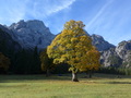 Ahorn vor Östlicher Karwendelspitze