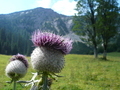 Distel