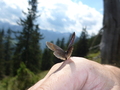 Handzahmer Schmetterling