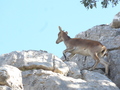 El Torcal, Iberischer Steinbock