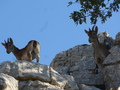 El Torcal, Iberische Steinböcke