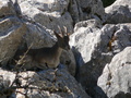 El Torcal, Iberischer Steinbock