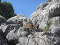 El Torcal, Iberischer Steinbock