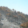 Landschaft nach Waldbrand
