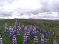 Lupinen, auf dem Weg zur Landmannalaugar