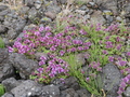 stengelloses Leimkraut auf Lavagestein, auf dem Weg zur Landmannalaugar