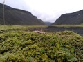 Eldgjaschlucht, Moos und stengelloses Leimkraut