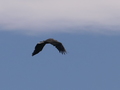 Seeadler