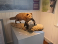 Polarfuchsmuseum Sudavik