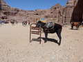 Petra, Kamel