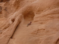Wadi Rum, Sinaigimpel