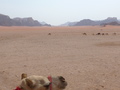 Wadi Rum