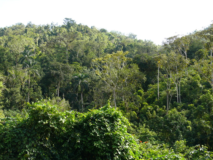 Bild: Sierra del Escambray