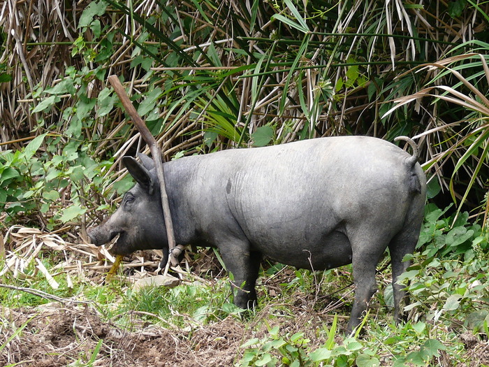 Bild: Das Joch soll verhindern, dass das Schwein unter Zaeunen durchkommt