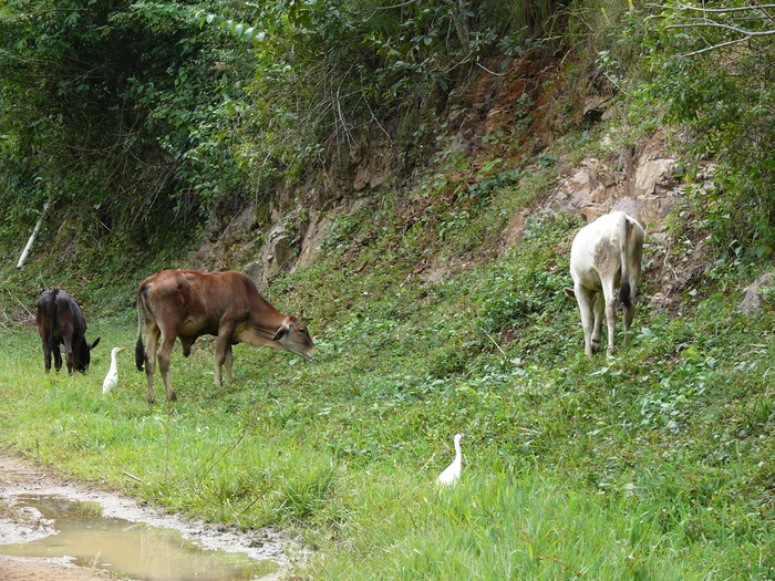 Bild: Sierra Maestra