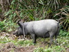  Das Joch soll verhindern, dass das Schwein unter Zaeunen durchkommt