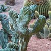 Jardin Majorelle Marrakesch