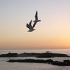 Essaouira Sonnenuntergang mit Möven