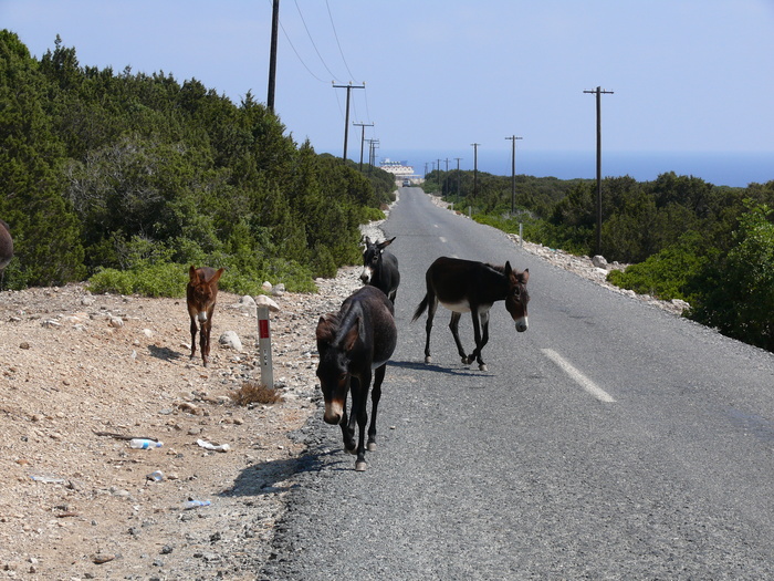 Bild: Karpaz, Wildesel