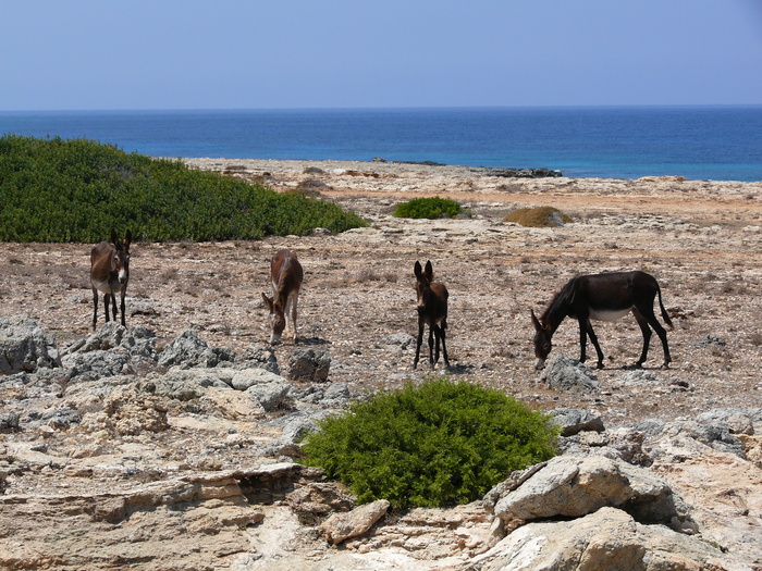 Bild: Karpaz, Wildesel