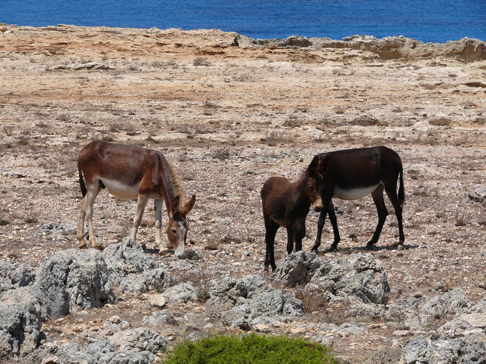 Bild: Karpaz, Wildesel