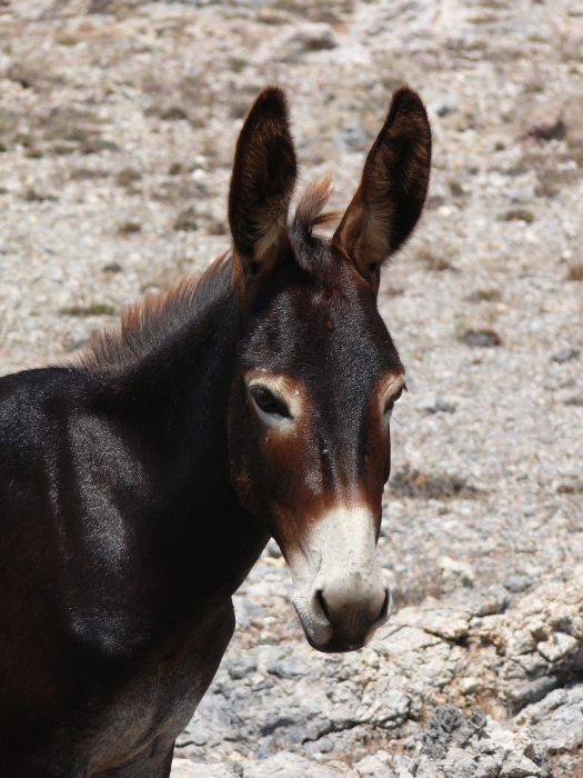 Bild: Karpaz, Wildesel