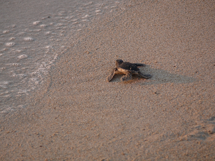 Bild: Karpaz, Schildkrötenbaby