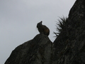 Fauna in Machu Picchu