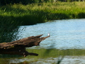 Eisvogel