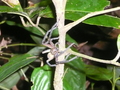 Springspinne