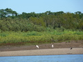 Jabiru-Störche