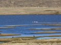 Lamas, Flamingos, Enten an der Laguna Lagunillas 