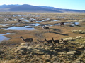 Lamas in Salinas y Aguada Blanca