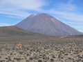 Guanacos vor Misti