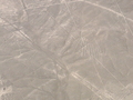 Nazca-Linien: Kondor