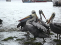 Paracas, Pelikane