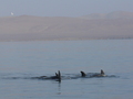 Delfine bei Paracas