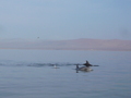 Delfine bei Paracas