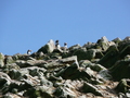 Ballestas-Inseln, Pinguine