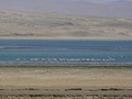 Paracas-Halbinsel, Flamingos