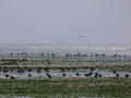 Paracas-Halbinsel, Flamingos und andere  Vögel