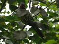 Lima, Papagei im Stadtpark