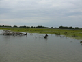 Donaudelta, Stockente