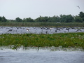 Donaudelta, Rosapelikan, Kormorane