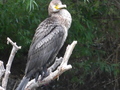 Donaudelta, junger Kormoran