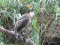 Donaudelta, junger Kormoran