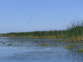 Donaudelta, Blässhühner