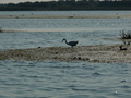 Donaudelta, Silberreiher