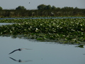 Donaudelta, Vögel