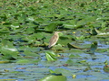 Donaudelta, junger Rallenreiher